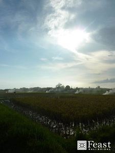 canggu.jpg